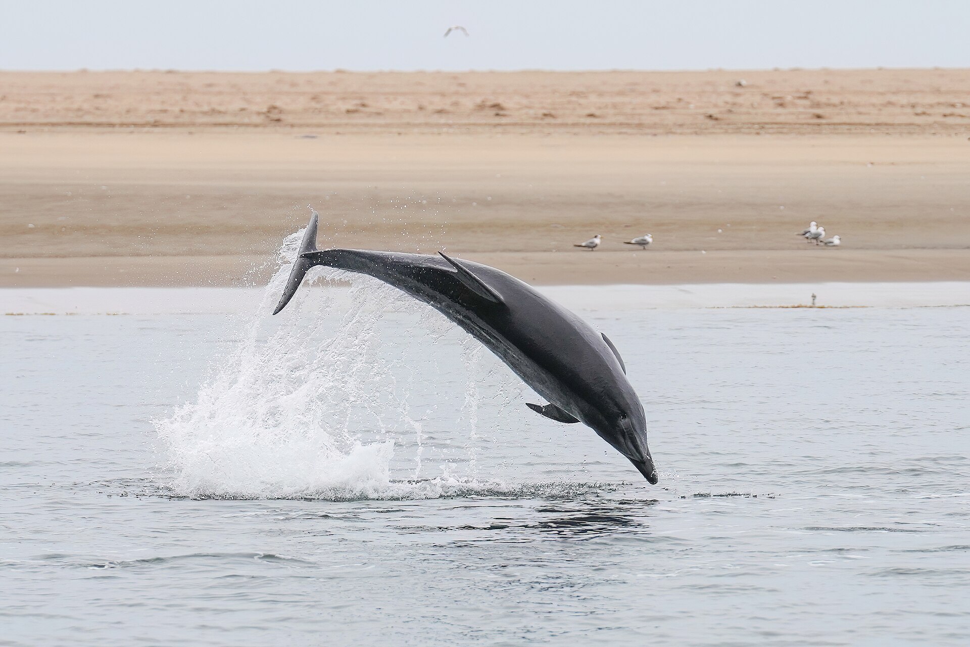 010 Atlantic bottlenose dolphin jumping at Pelican point Photo by Giles Laurent